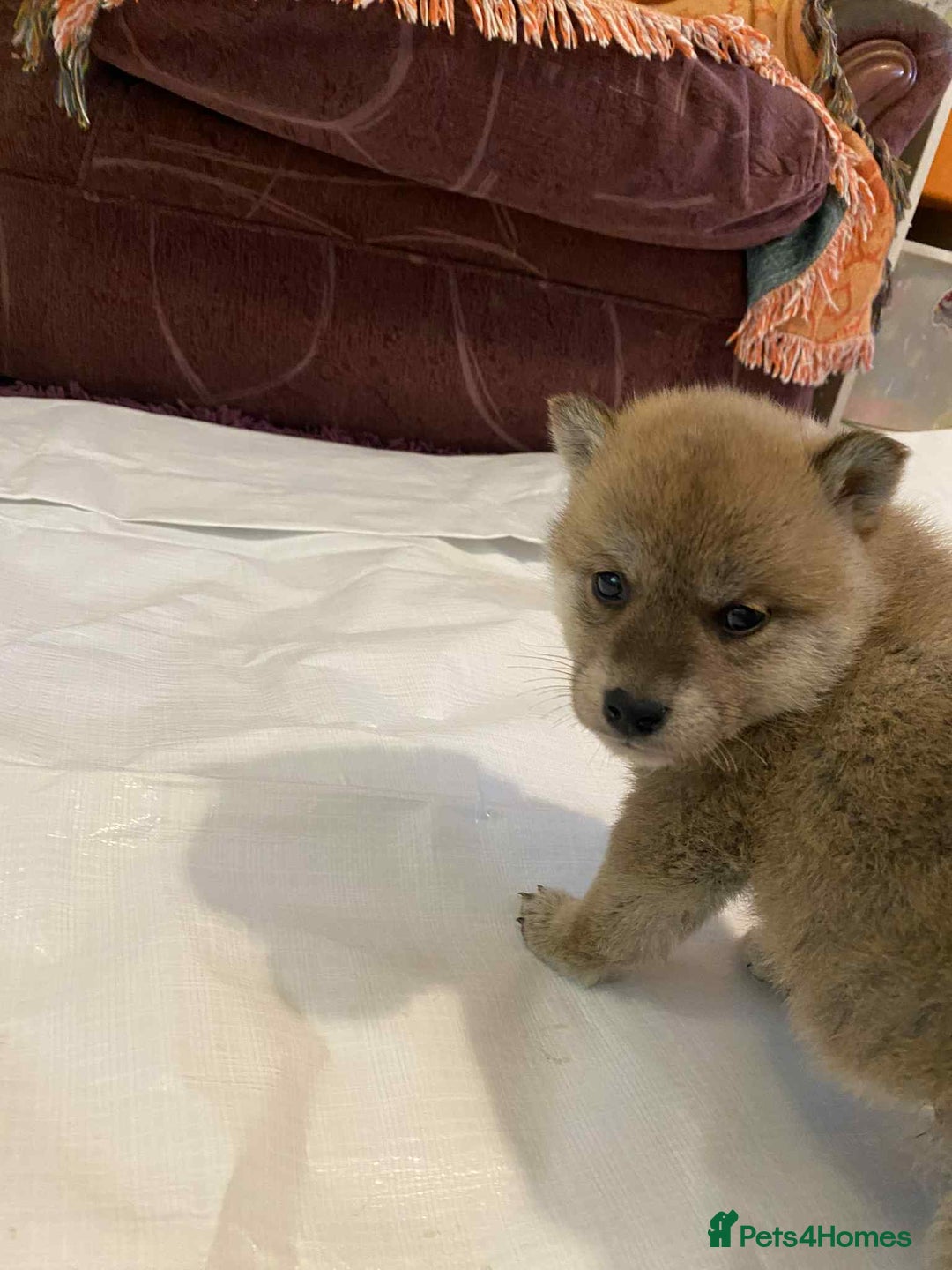 Japanese Shiba Inu dogs for sale: Fluffy authentic Shiba Inu puppies for sale  - Image 11