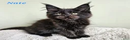 Maine Coon cats for sale: Beautiful Maine Coon kittens  - Advert 19
