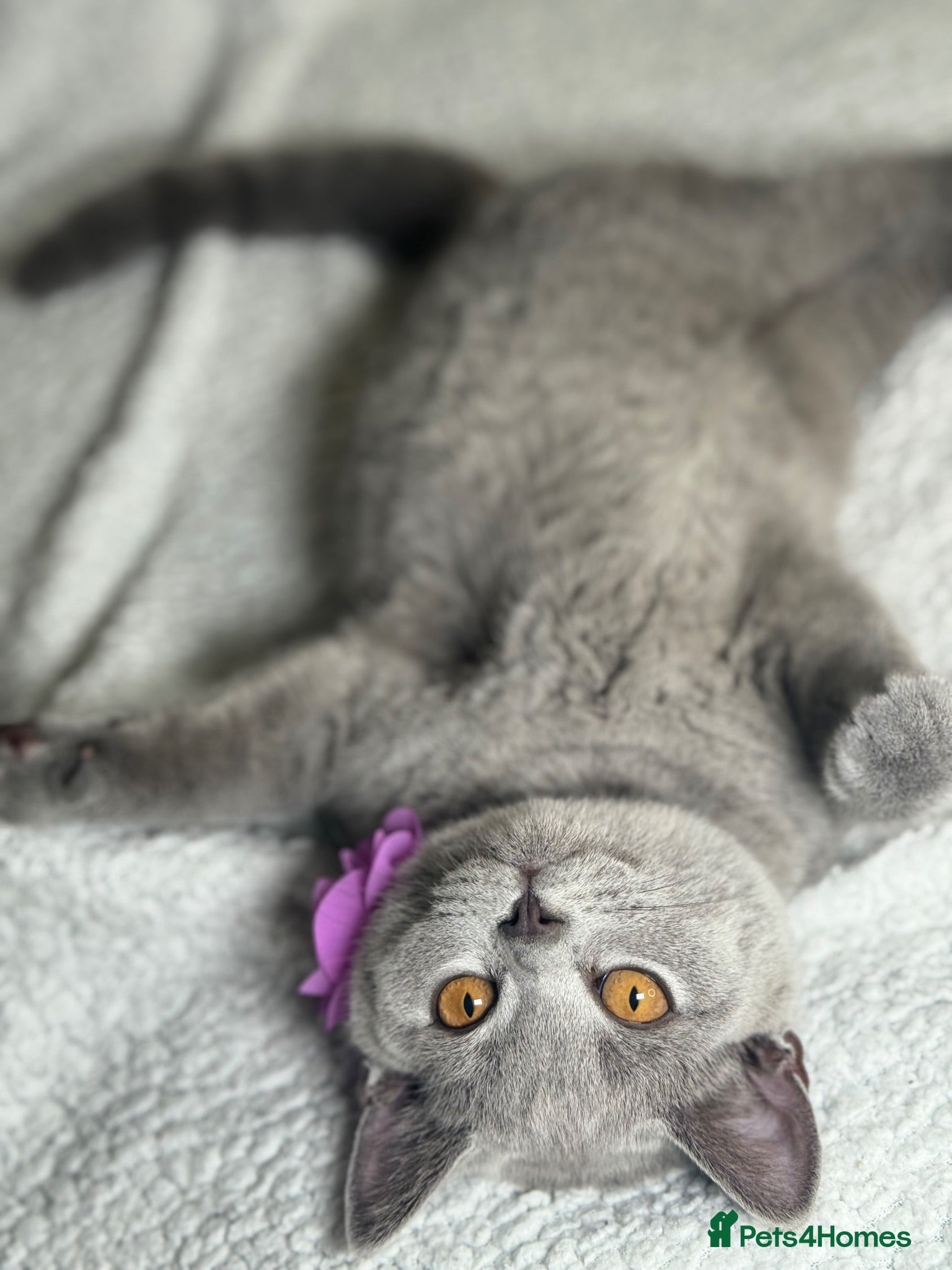 British Shorthair cats 🐾 Stunning British Shorthairs kittens (Ready Now) - Advert 2