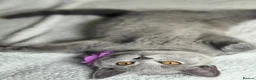 British Shorthair cats for sale: 🐾 Stunning British Shorthairs kittens (Ready Now) - Advert 2