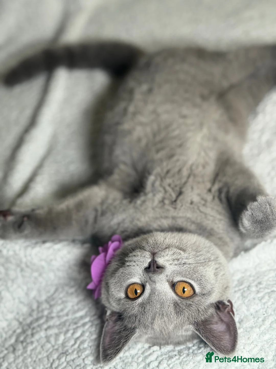 British Shorthair cats for sale: 🐾 Stunning British Shorthairs kittens (Ready Now) - Advert 2