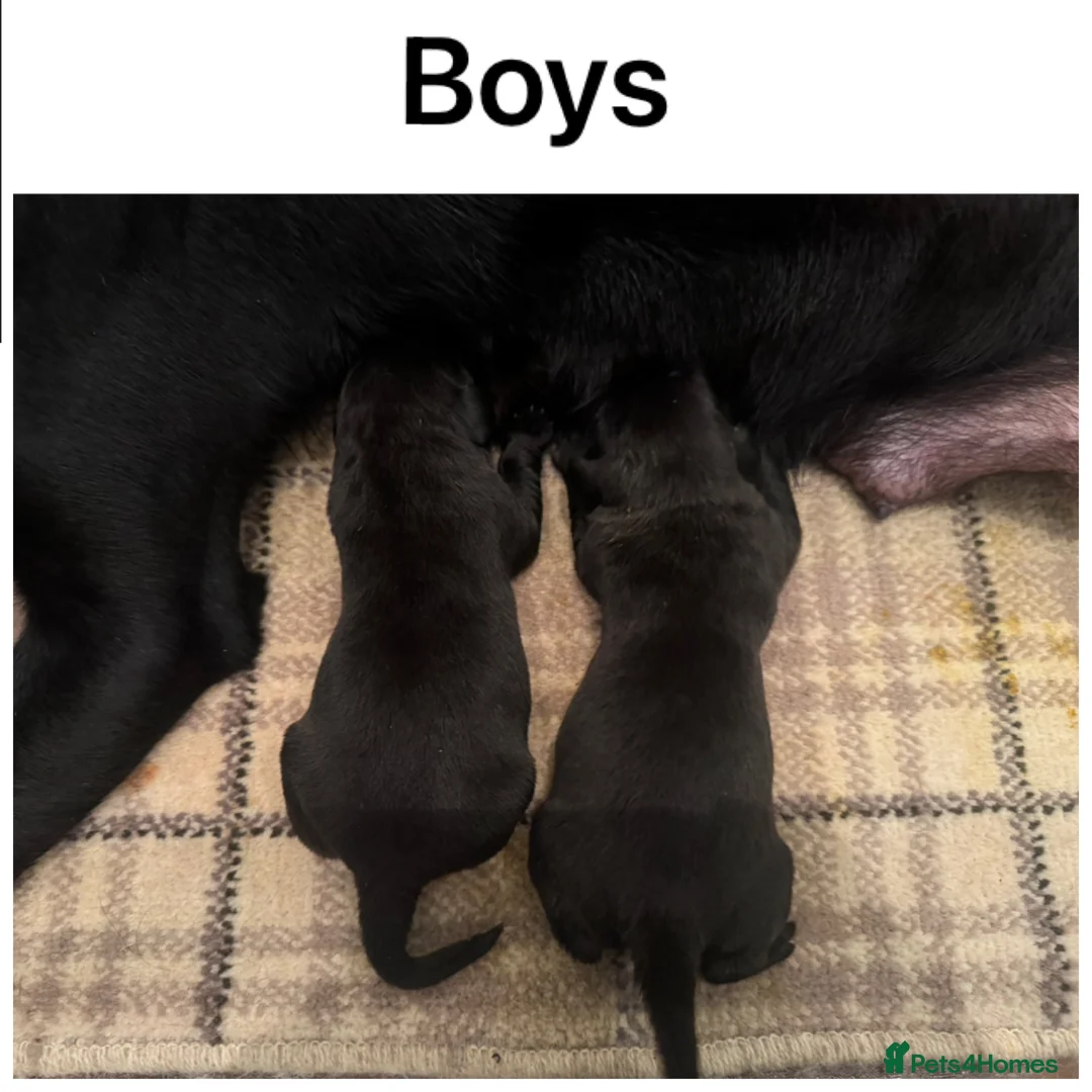 Labrador Retriever dogs for sale: Stunning KC pups, health tested&excellent lineage - Advert 5