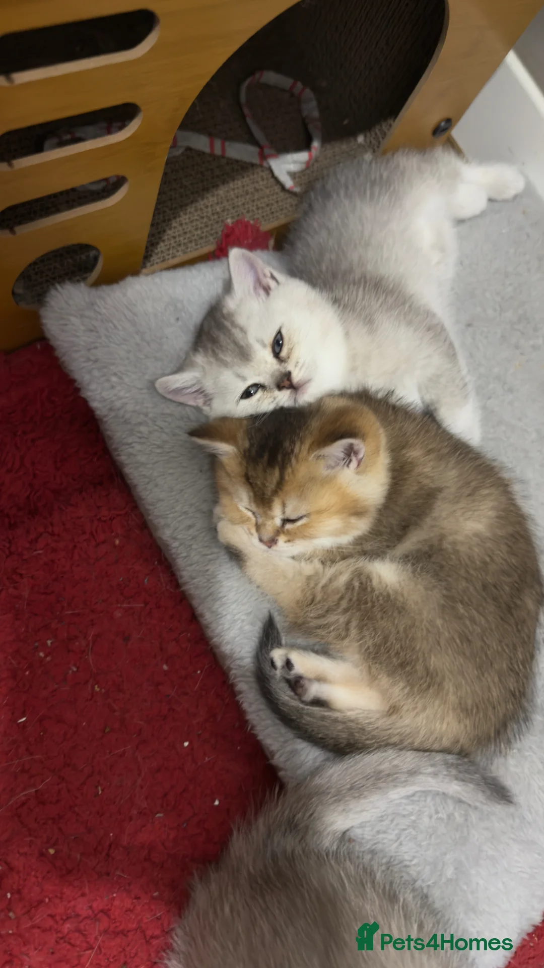 British Shorthair cats for sale: Kitten - Advert 1