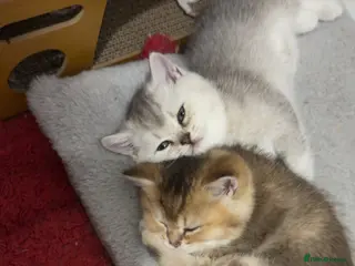British Shorthair cats Kitten - Advert 18
