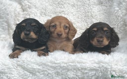 Miniature Dachshund dogs for sale: Beautiful long haired miniature dachshund puppies  - Image 7