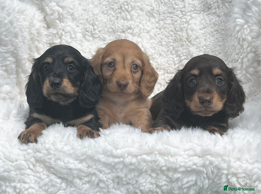 Miniature Dachshund dogs for sale: Beautiful long haired miniature dachshund puppies  - Image 7