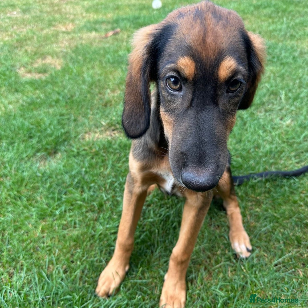Mixed Breed dogs for adoption: Clover (Shepherd/Hound mix) - Image 9