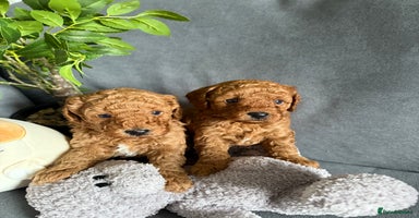 Cavapoo dogs - Advert 5