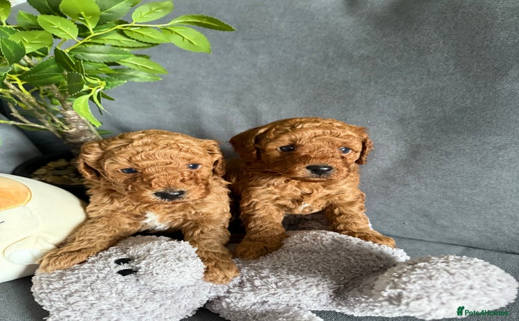 Cavapoo dogs - Advert 12