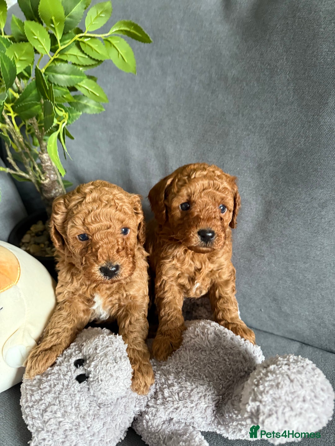 Cavapoo dogs for sale: F1B cavapoo puppies - Image 2