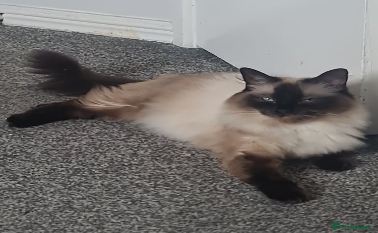 Ragdoll cats - Advert 3