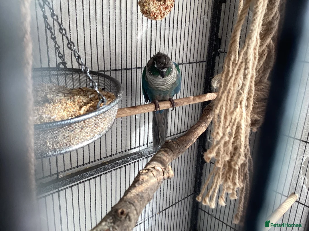 Conures birds for sale: Two conyers for sale  in Kettering - Advert 2