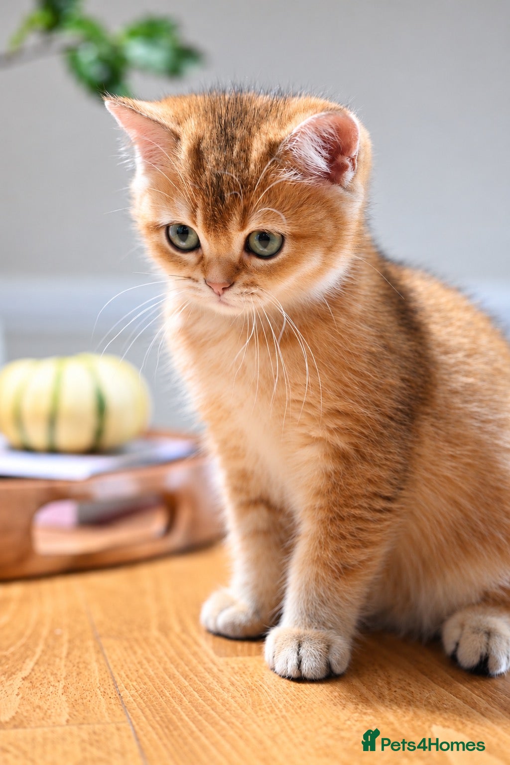 British Shorthair cats for sale: GCCF/TICA Stunning Golden BSH/BLH Kittens - Advert 5