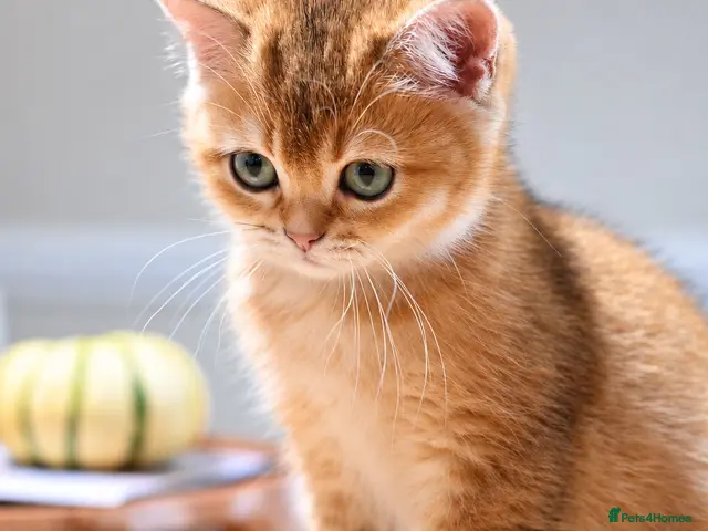 British Shorthair cats for sale: GCCF/TICA Stunning Golden BSH/BLH Kittens - Advert 5