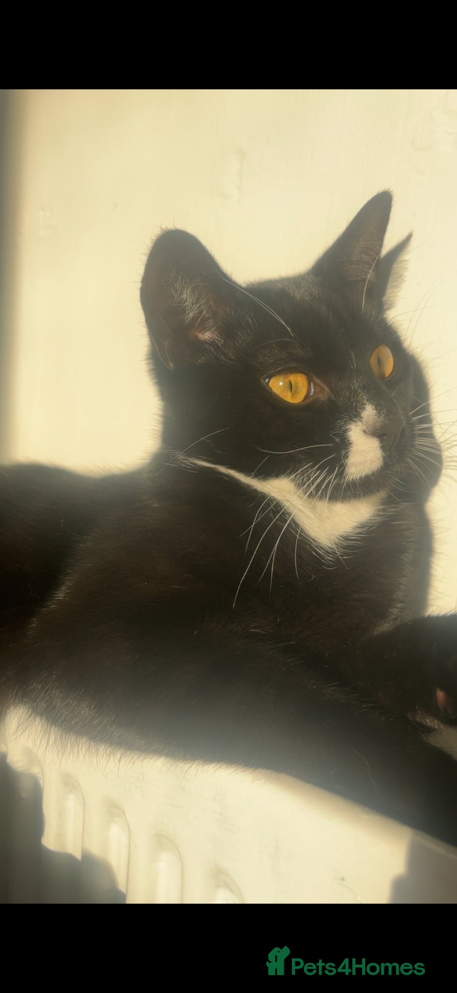 Domestic Shorthair cats for sale: Rehoming my 1 year old male  - Advert 1