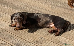Miniature Dachshund dogs for sale: Beautiful Miniature Dachshund puppies - Image 8