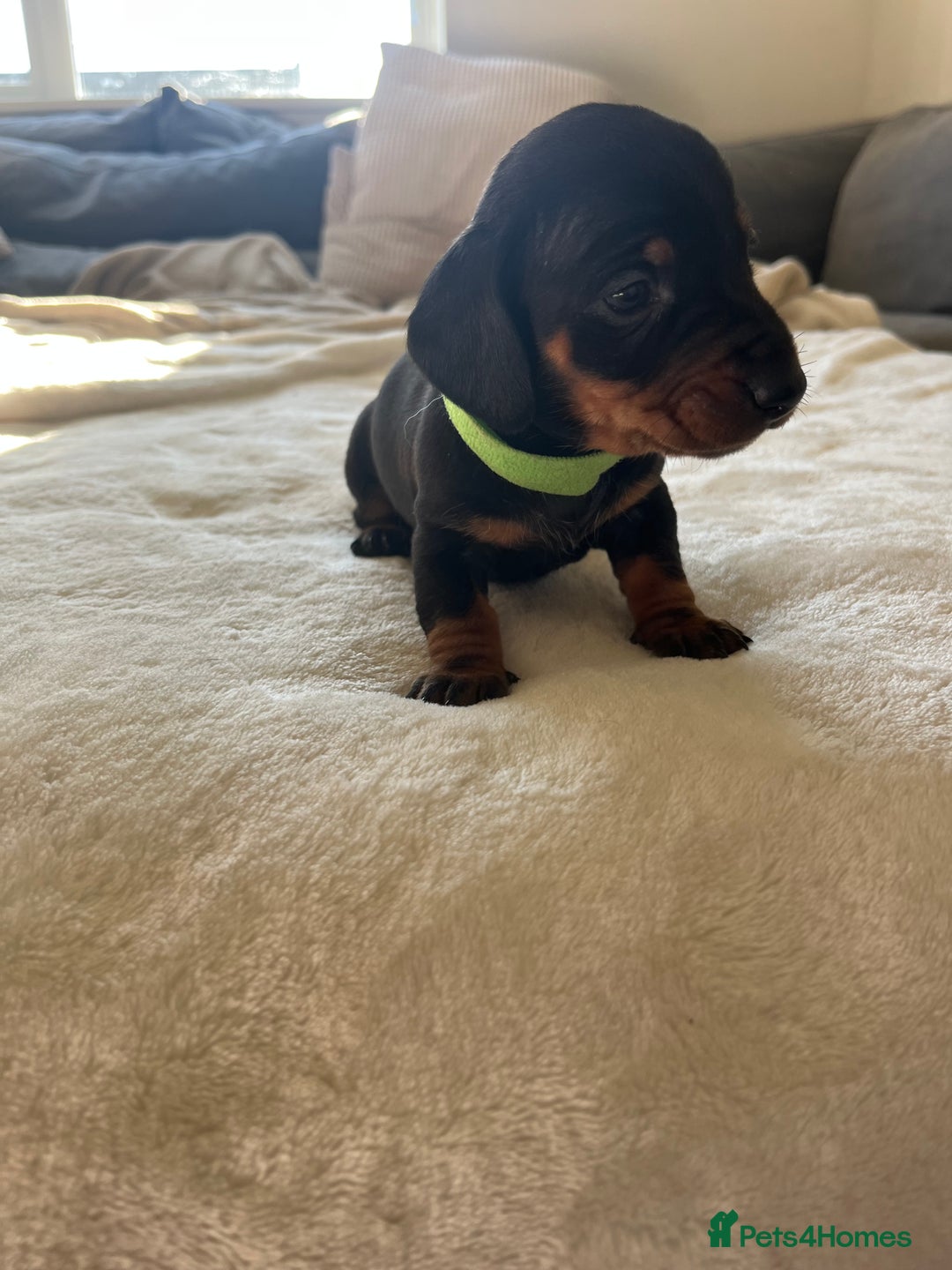 Miniature Dachshund dogs for sale: Beautiful Baby Sausages - Advert 13