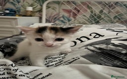 Mixed Breed cats for sale: Playful & Heartwarming 🎉 Kitten Alert! - Image 2