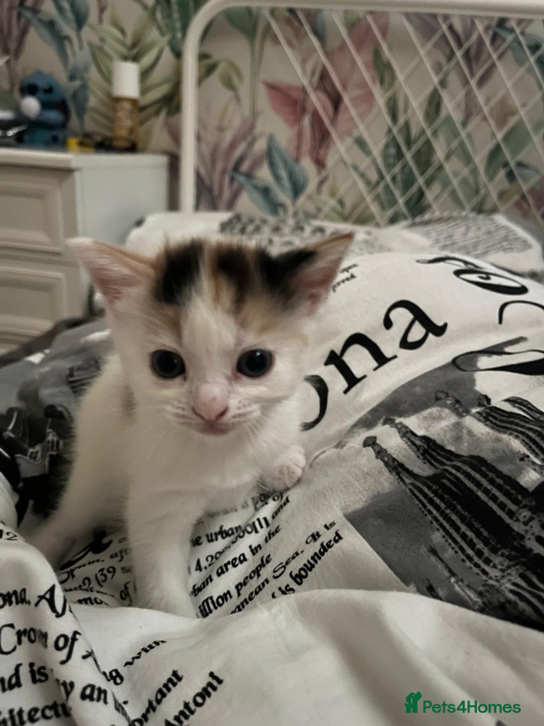 Mixed Breed cats for sale: Playful & Heartwarming 🎉 Kitten Alert! - Image 2