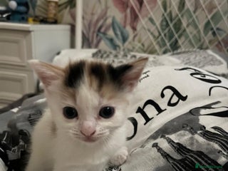 Mixed Breed cats - Advert 21