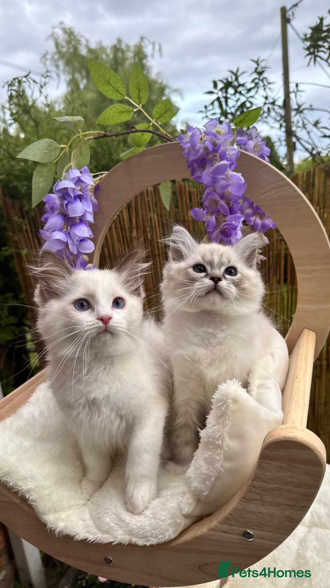 Ragdoll cats ✨ GCCF Registered Ragdoll Kittens Summer 2027 ✨ - Advert 4