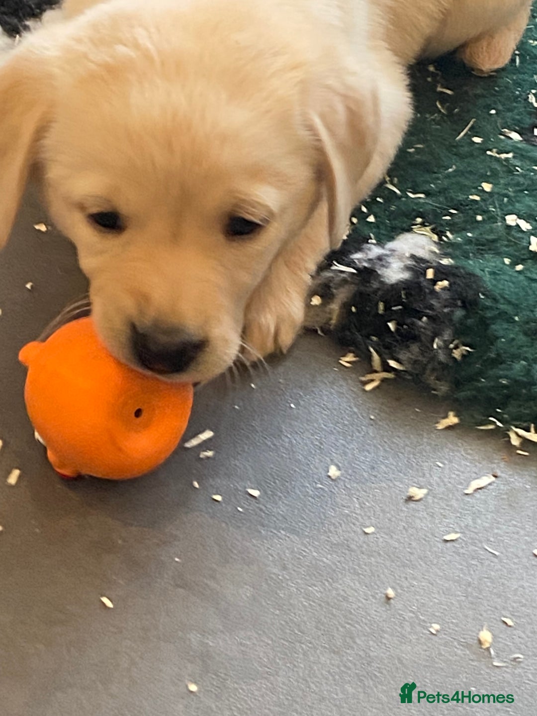 Labrador Retriever dogs for sale: Yellow and black Labrador puppies in Whitchurch - Image 26