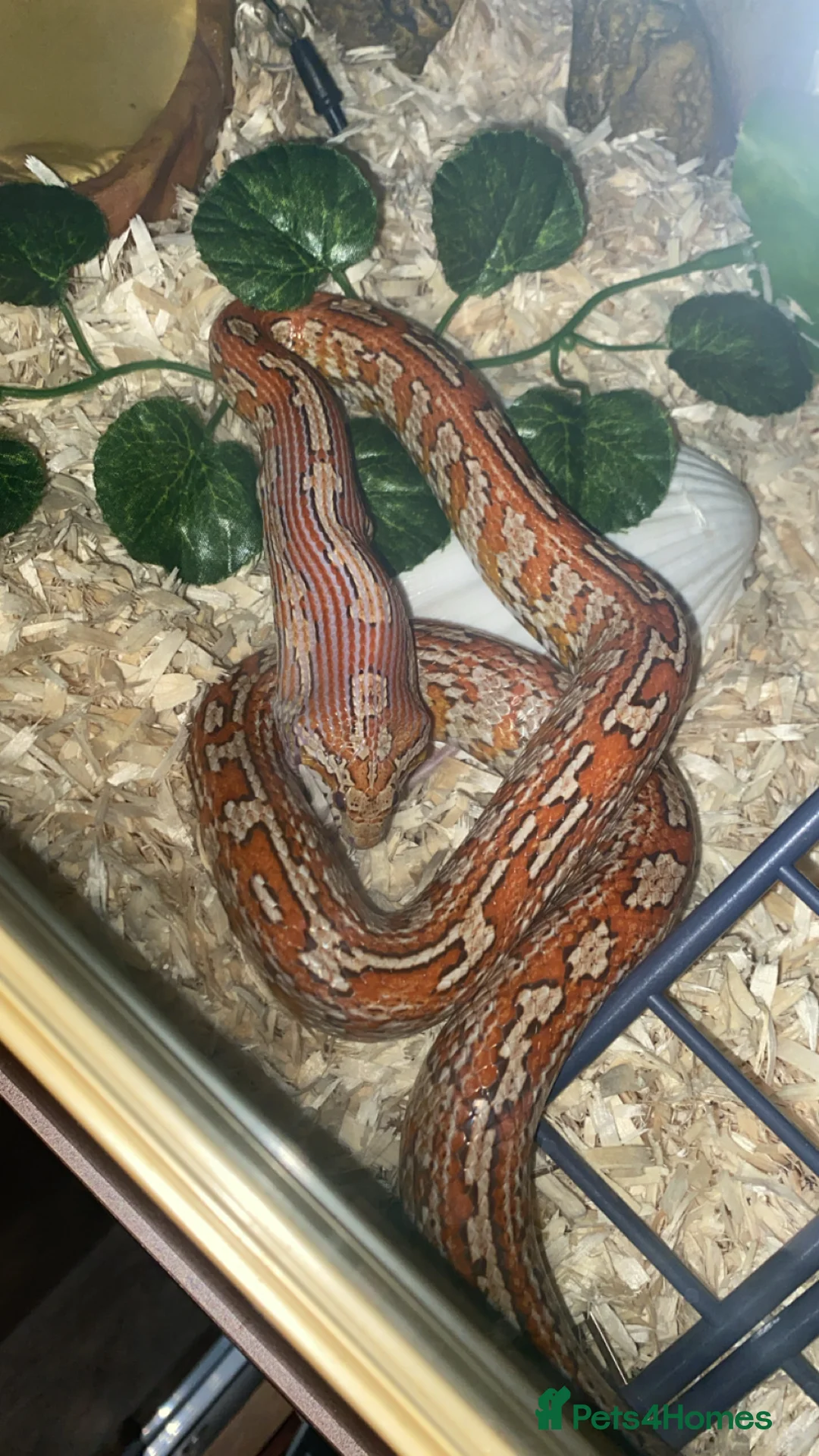 Corn Snake reptiles for sale: Corn snake and tank - Advert 6
