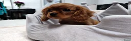 Cavalier King Charles Spaniel dogs for sale: Adorable Cavalier Puppies Ready to Leave - Advert 4