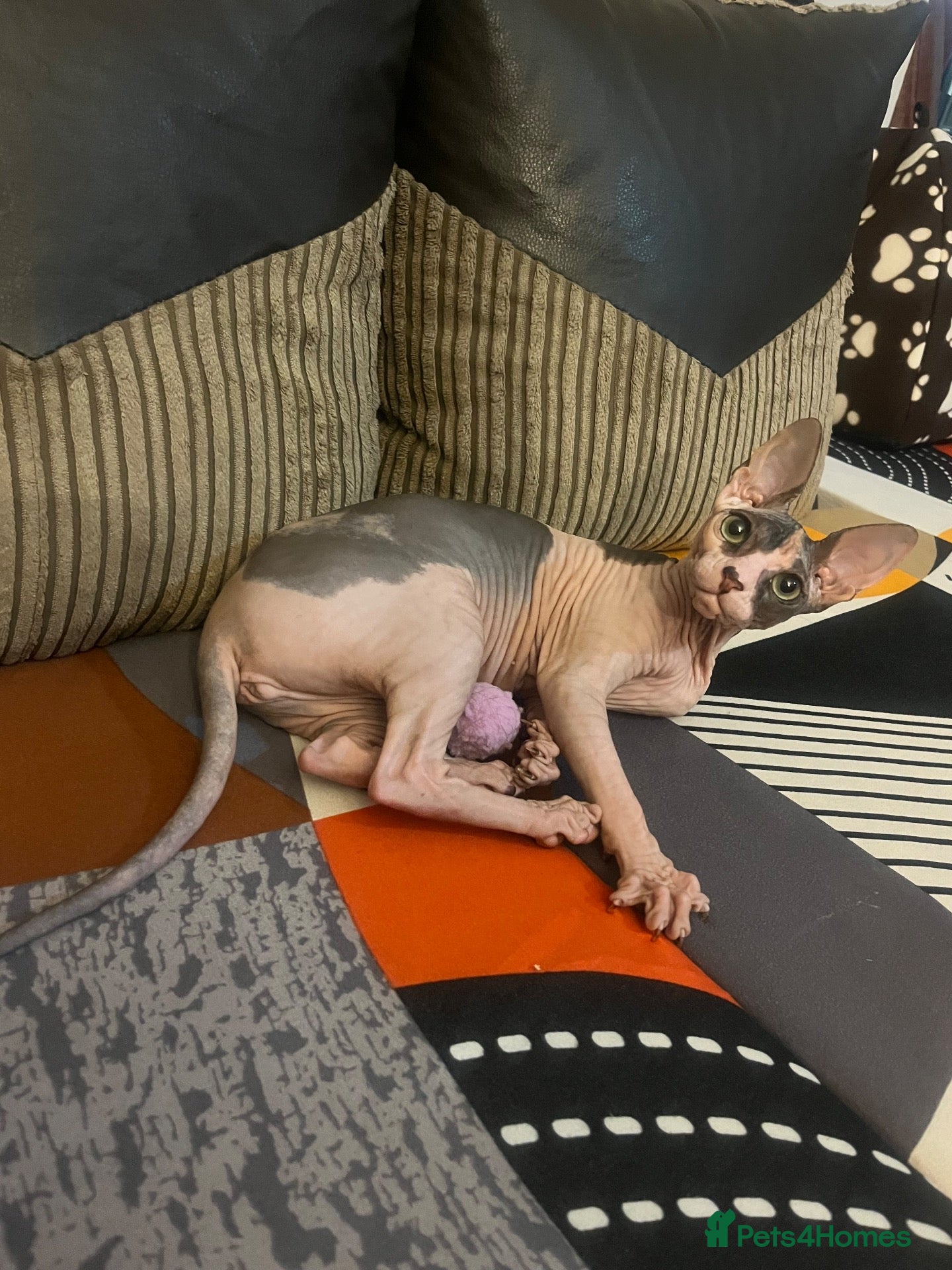 Sphynx cats for sale: Sphinx  - Advert 8