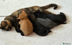 Maine Coon cats for sale: Kittens Half Maincoone  - Image 1