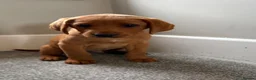 Labrador Retriever dogs for sale:  Fox red  Labrador puppys 1 AVAILABLE  - Advert 7