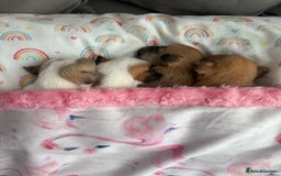 Chihuahua dogs for sale: Beautiful chihuahua puppys - Image 15