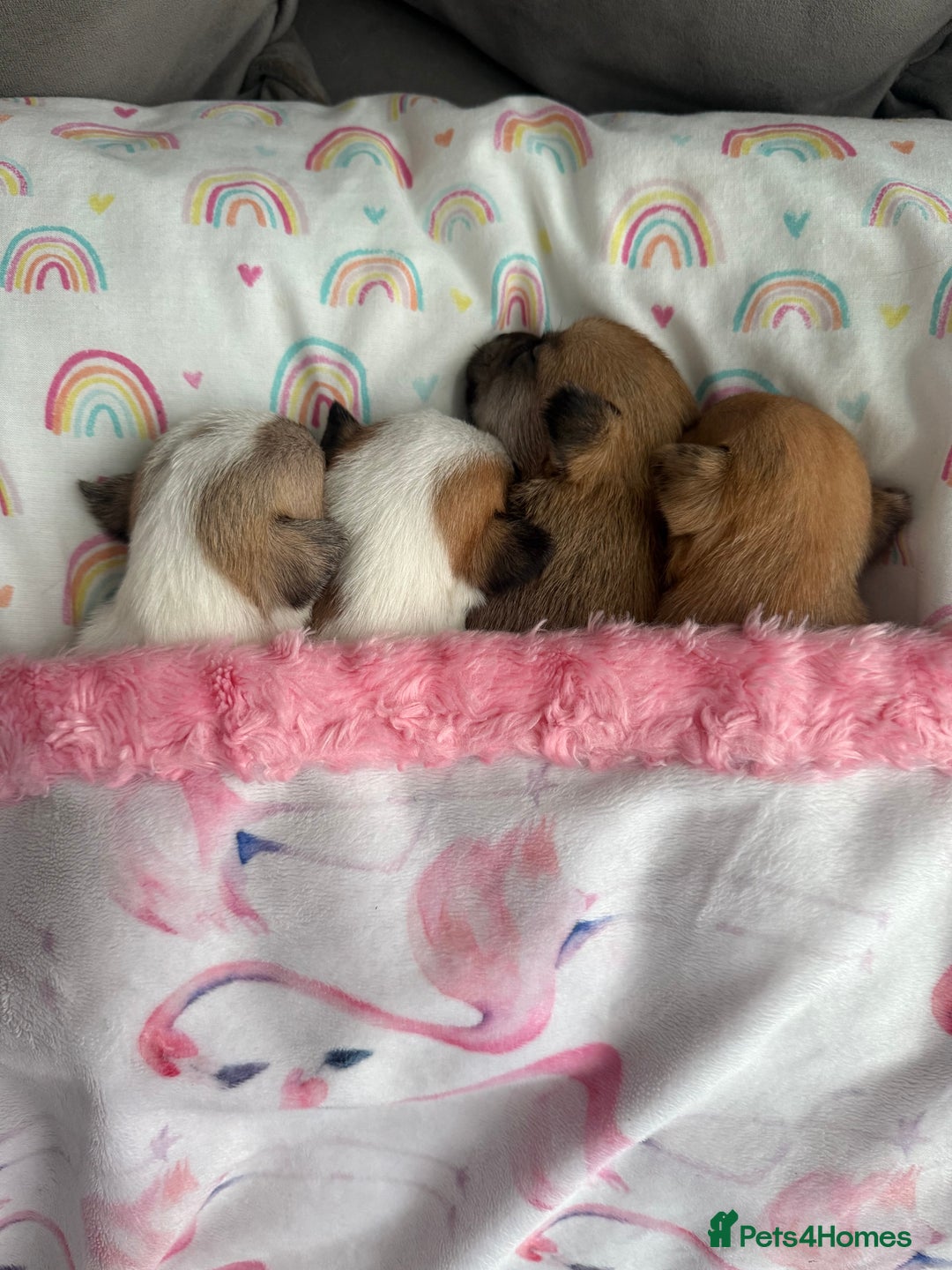 Chihuahua dogs for sale: Beautiful chihuahua puppys - Image 15