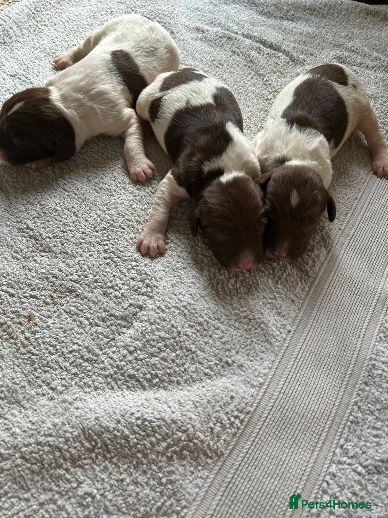 English Springer Spaniel dogs English Springer Spaniel Puppies For Sale - Advert 2
