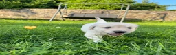 Golden Retriever dogs for sale: KC Registered Golden Retriever puppies in Pencader - Advert 28