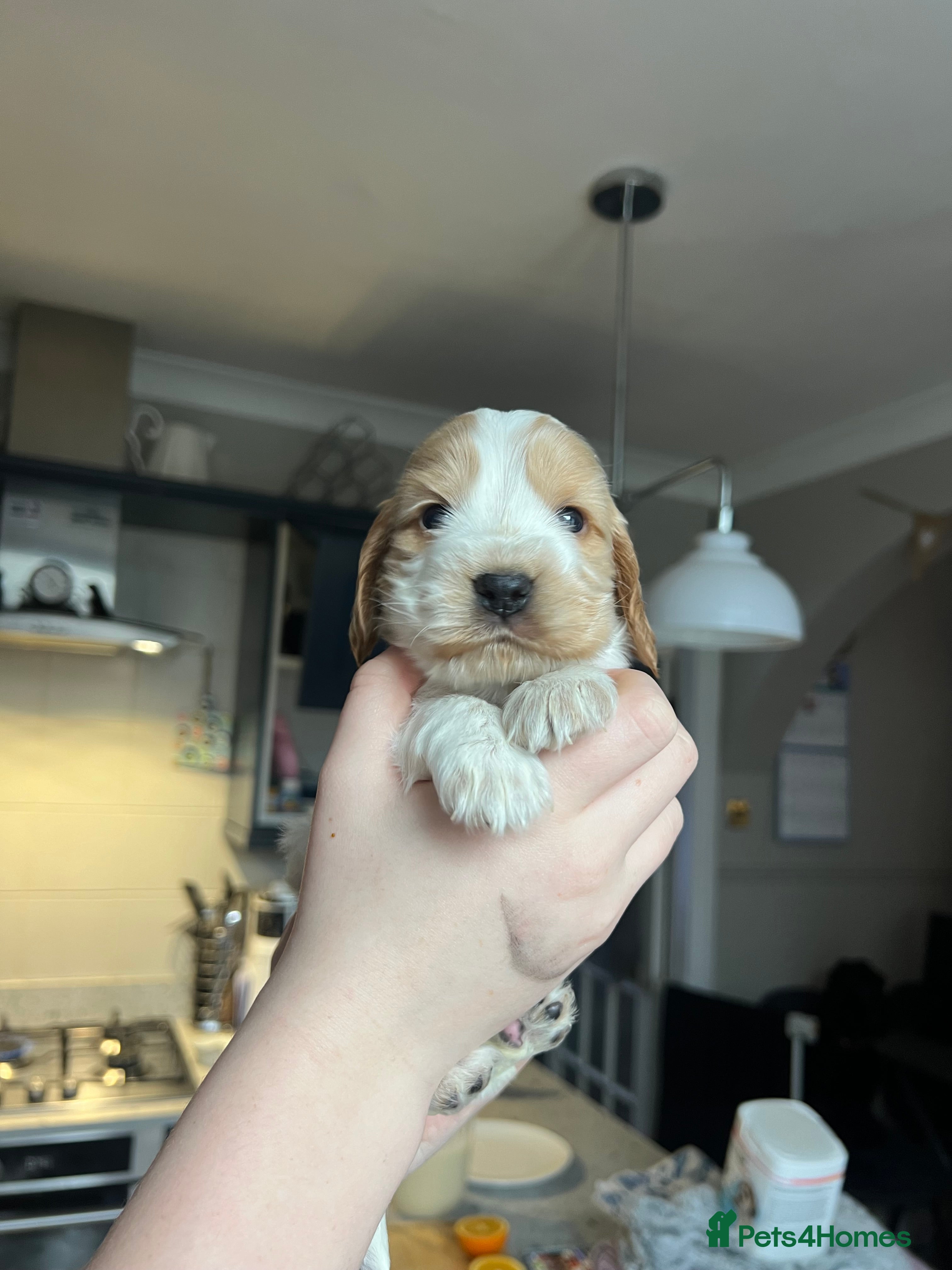 Cocker Spaniel dogs Show Cocker Spaniel - 1GIRL LEFT - Advert 4