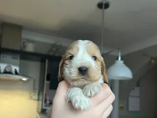 Cocker Spaniel dogs Show Cocker Spaniel - 1GIRL LEFT - Advert 4