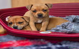 Staffordshire Bull Terrier dogs for sale: !READY NOW! KC Reg Quality Red Staffy Puppies  - Image 21