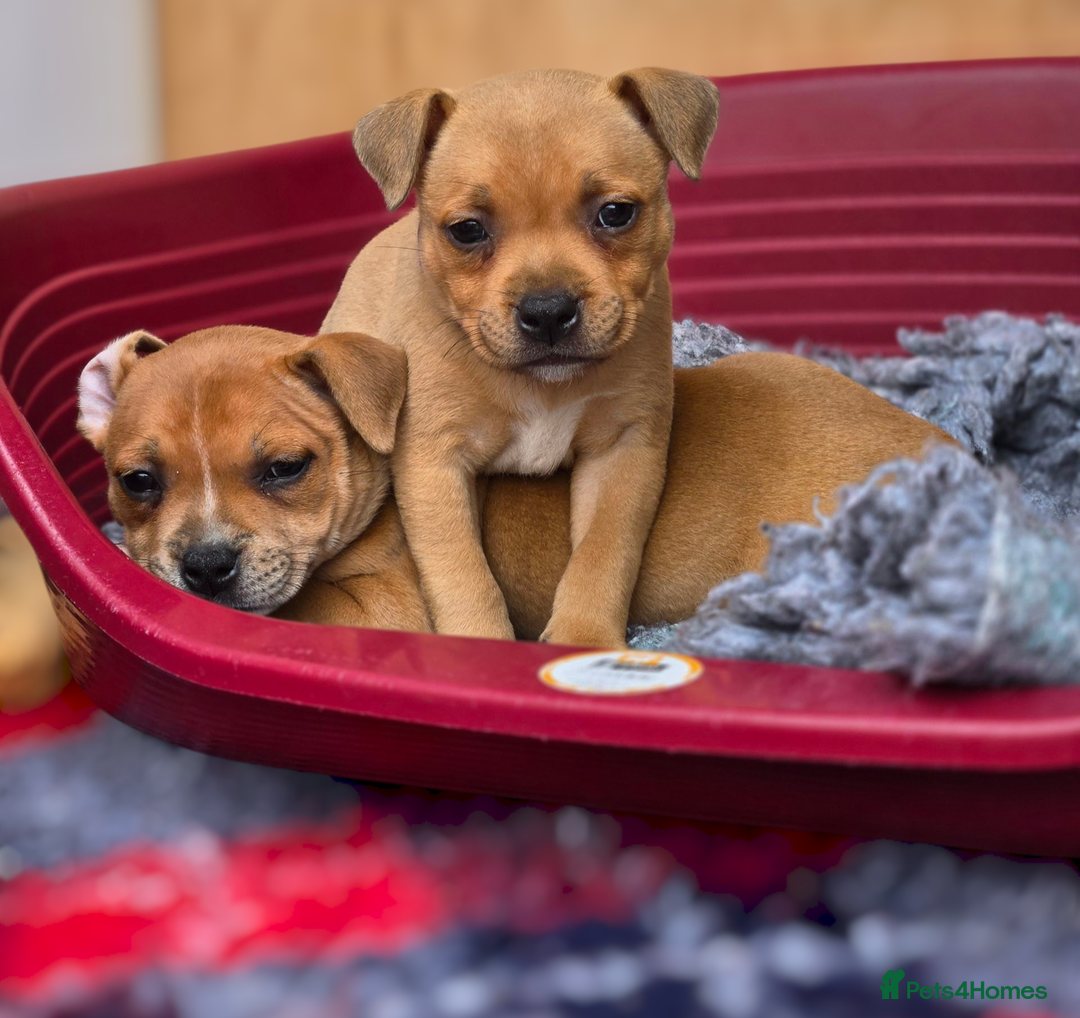 Staffordshire Bull Terrier dogs for sale: !READY NOW! KC Reg Quality Red Staffy Puppies  - Image 21