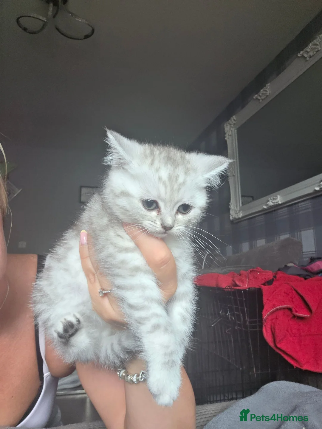 British Shorthair cats for sale: 2 male British short hair kittens  in Lisburn - Advert 2