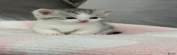 Munchkin cats for sale: 4 BSH Munchkins 2 female(1 very short leg) 2 male  - Advert 22