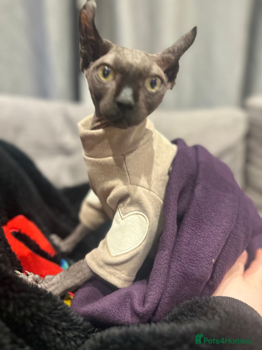 Sphynx cats for stud: Stunning blue Elf - Advert 17