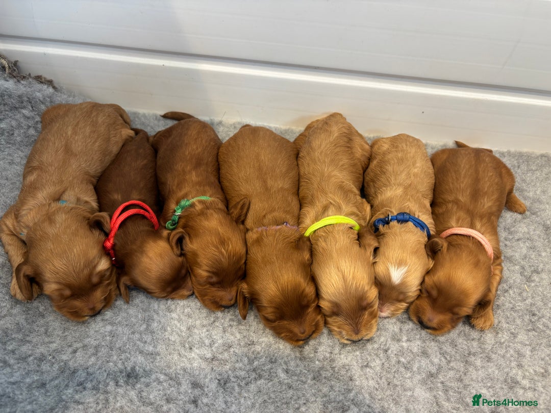 Cockapoo dogs for sale: 🐶Stunning F1 Cockapoos🐾health tested patents 🧬  - Image 2