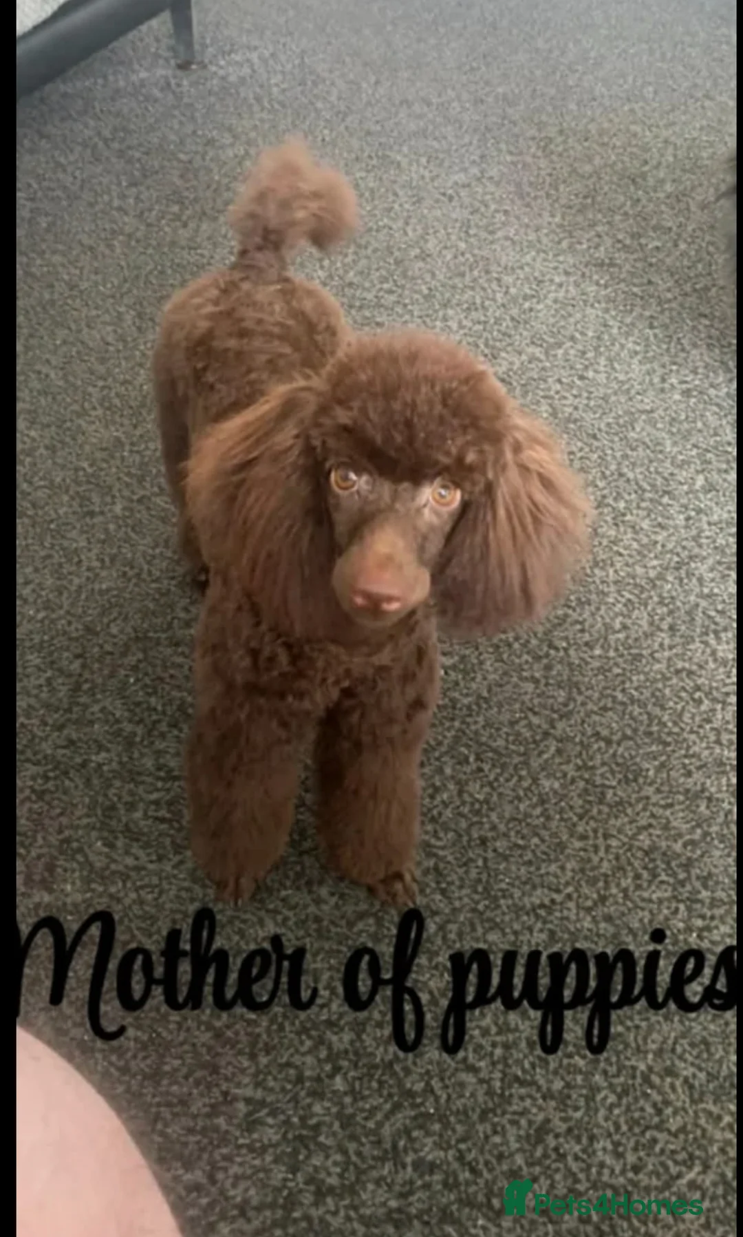 Toy Poodle dogs for sale: Beautiful chocolate Toy Poodle girl KC registered - Advert 6