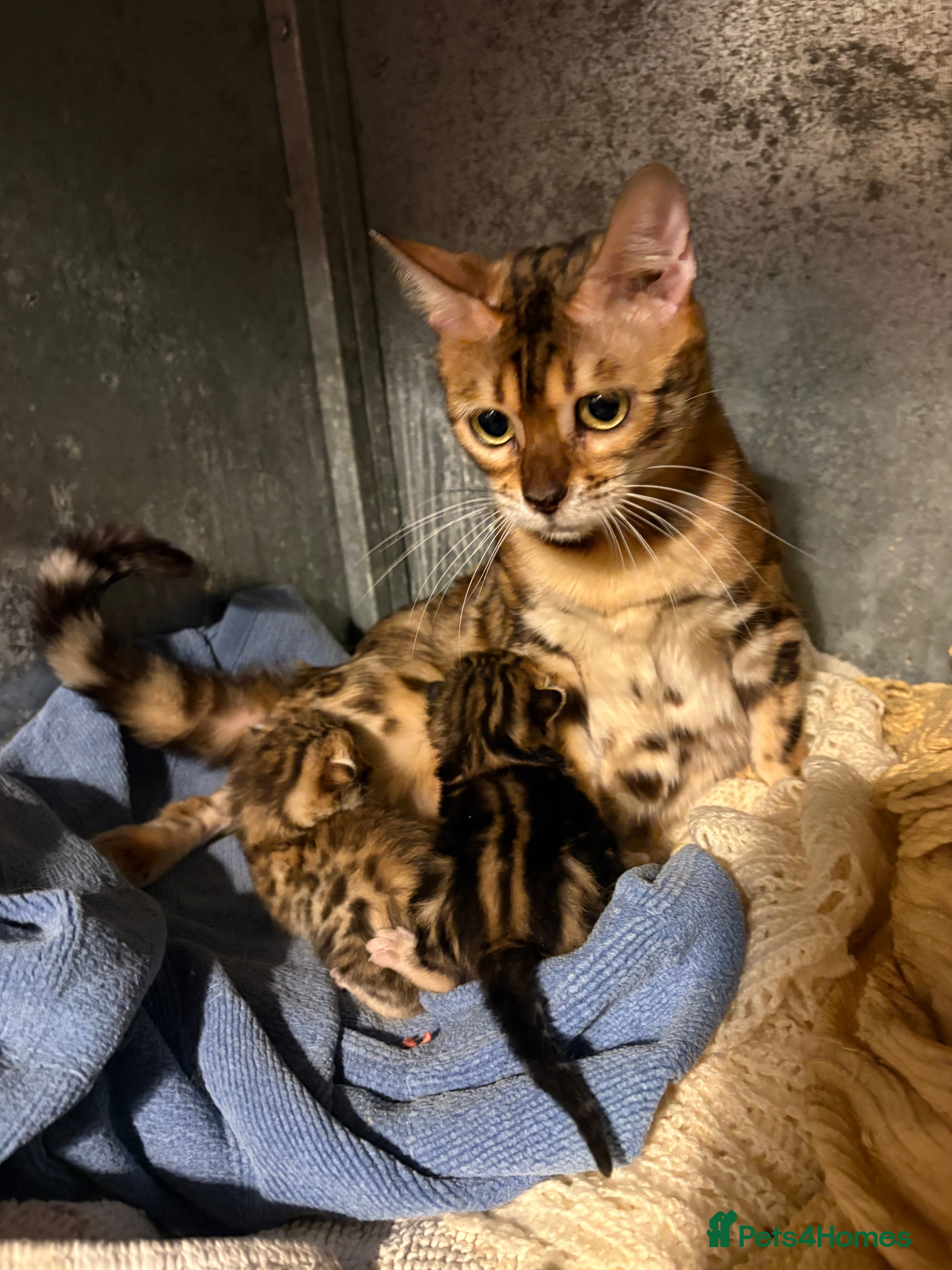 Bengal cats Brown rossetted bengal kittens - Advert 1