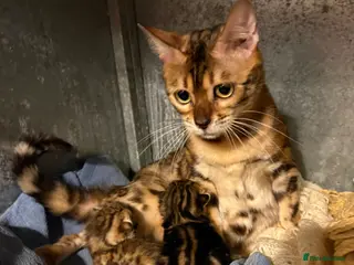 Bengal cats Brown rossetted bengal kittens - Advert 1