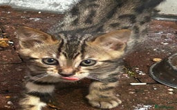 Persian cats for sale: The cat need new home who can look after them  - Image 3