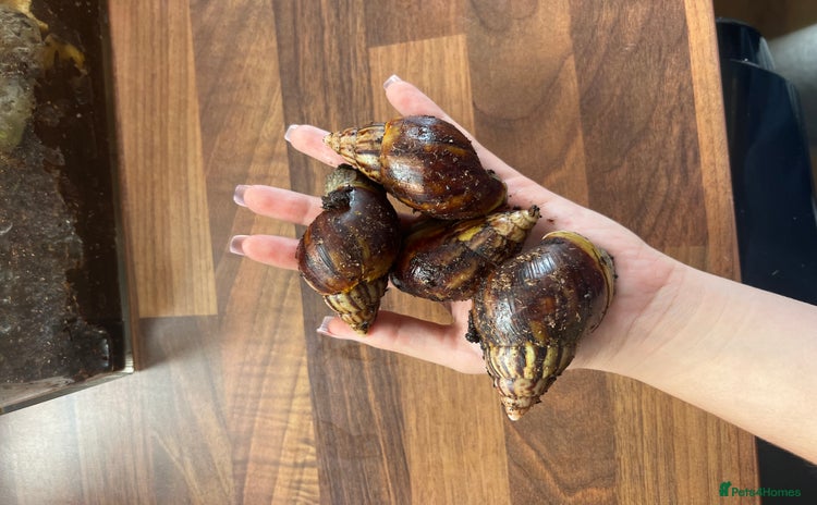 Snails invertebrates - Advert 1