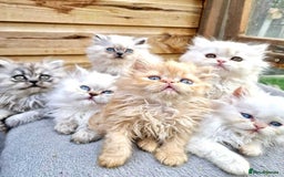 Persian cats for sale: BEAUTIFUL DOLL FACE FULL PERSIAN LONG HAIR KITTEN - Advert 6