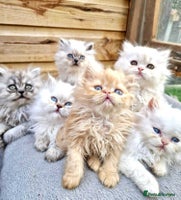 Persian cats - Advert 11
